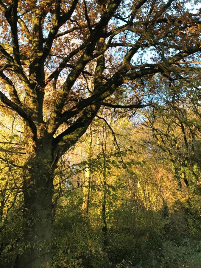 La Suite Cosy - Votre Pause Arboree La Bruyere 外观 照片